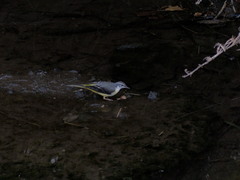Motacilla cinerea