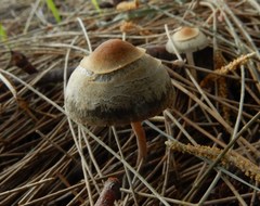 Panaeolus