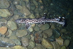 Atelomycterus erdmanni