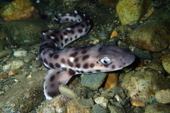 Atelomycterus erdmanni