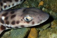 Atelomycterus erdmanni