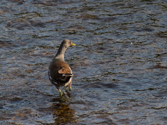 Gallinula chloropus