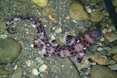 Atelomycterus erdmanni