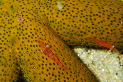 Zenopontonia soror