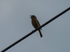 Phoenicurus auroreus