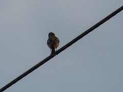 Phoenicurus auroreus