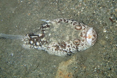 Uranoscopus bicinctus