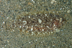 Aseraggodes suzumotoi