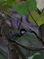 Parus minor