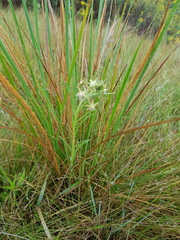 Miraglossum pulchellum
