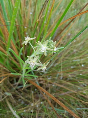 Miraglossum pulchellum