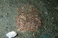 Uranoscopus sulphureus