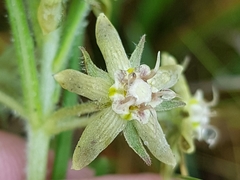 Miraglossum pulchellum