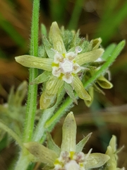 Miraglossum pulchellum