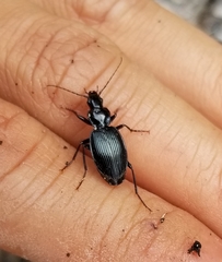 Platyninae