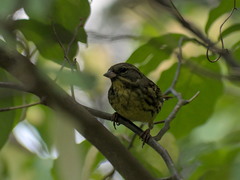 Emberiza personata