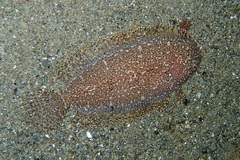 Aseraggodes suzumotoi