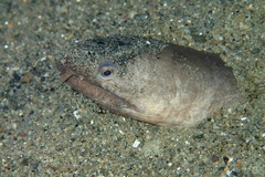 Pisodonophis cancrivorus