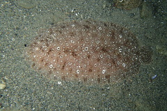 Pardachirus pavoninus