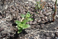 Chaenostoma campanulatum