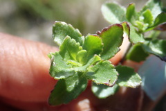 Chaenostoma campanulatum