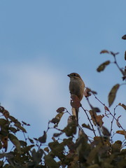 Lanius bucephalus