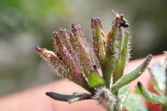 Chaenostoma campanulatum