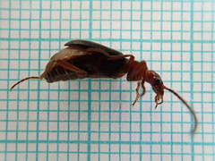 Brachinus crepitans