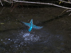 Alcedo atthis