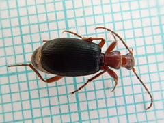 Brachinus crepitans
