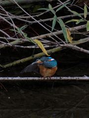 Alcedo atthis