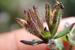 Chaenostoma campanulatum