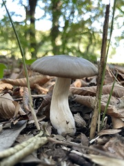 Entolomataceae