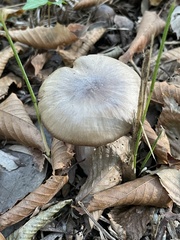 Entolomataceae