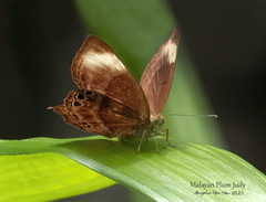Abisara saturata