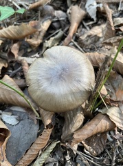 Entolomataceae