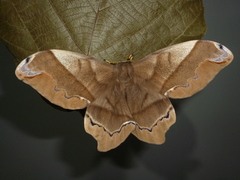 Arsenurinae