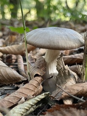 Entolomataceae