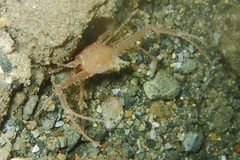 Lupocyclus philippinensis