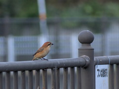 Lanius bucephalus