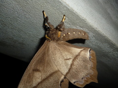 Arsenurinae
