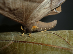 Arsenurinae