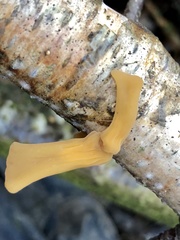 Macrotyphula contorta