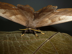 Arsenurinae