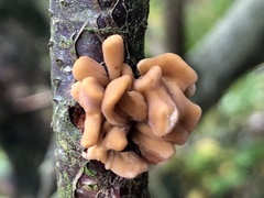 Macrotyphula contorta