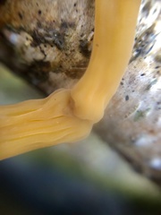 Macrotyphula contorta