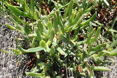Carpobrotus deliciosus