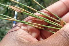 Elegia microcarpa