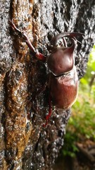 Trypoxylus dichotomus septentrionalis