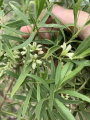 Eremophila mitchellii